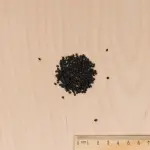 Aromatiques - Ciboule Commune Rouge - MEDIA_3D